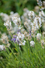 organic lavender in the garden