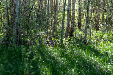 Obraz premium Green forest park with long shadows from setting sun