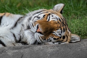 Cute Amur tiger laying and sleeping on the rock