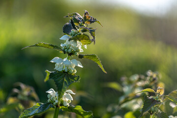 Beautiful macro image of white dead nettle blooming in Latvian meadow. Close-up of a white dead nettle in the meadow.