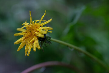 disheveled yellow dandelion flower close up