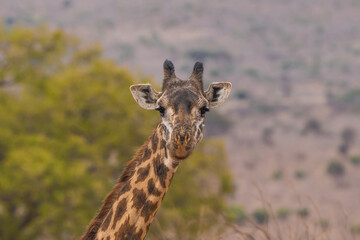 Giraffe in Kenia