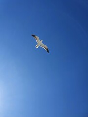 Pássaro branco voando no céu azul