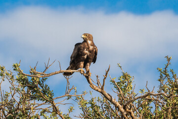 Adler in Kenia