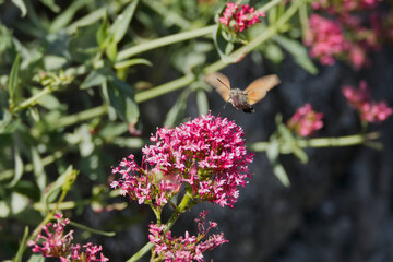 Hummingbird hawk-moth (Macroglossum stellatarum) in flight in Zurich, Switzerland