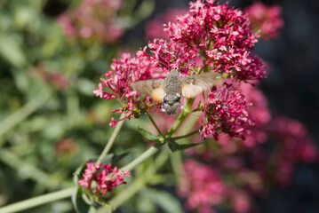 Hummingbird hawk-moth (Macroglossum stellatarum) in flight in Zurich, Switzerland