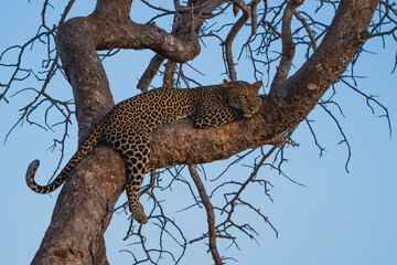 Fototapeta na wymiar Leopard sitzt auf einem Baum in Kenia