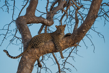 Leopard sitzt auf einem Baum in Kenia