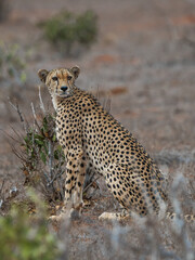 Leopard in der Wüste Kenias