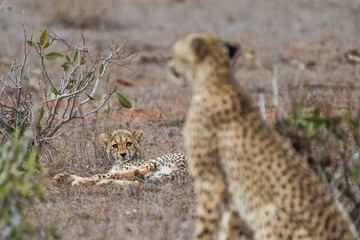 Leopard mit ihrem Jungen