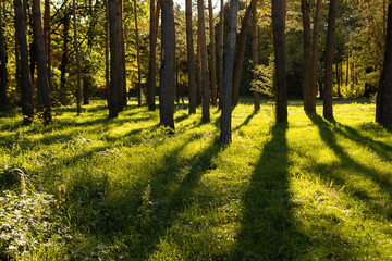 Fototapeta premium Pine tree forest and sun light nature