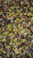 autumn leaves background