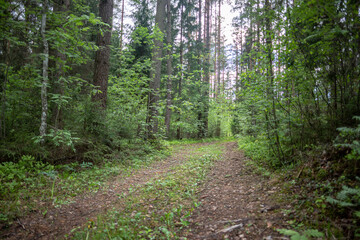 magic green forest path in Latvia