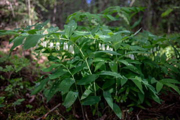white flowers in Latvia forest