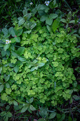 wood sorrel and blooming wild strawberries on forest ground