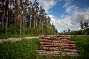 Fototapeta na wymiar Pine logs stacked by a spring forest road.