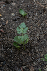 broe cultivation of watermelon coming out of fertile ground