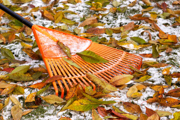 Laubbesen mit Herbstlaub und Schnee auf Wiese im Garten