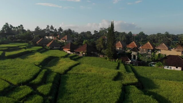 Aerial view of bamboo villas with straw roofs in green rice fields terrace in Ubud Bali Indonesia
