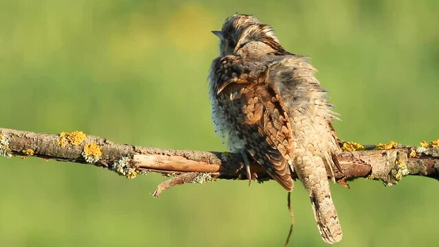 Bird - Jynx torquilla Wryneck on green background, warm sunset light	, spring time in Poland Europe
