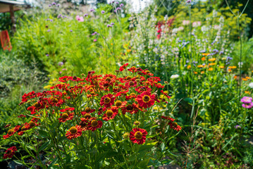 summer flowers in the garden