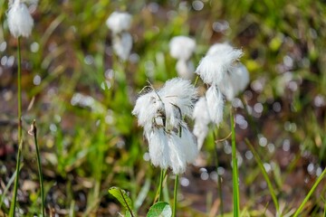 Closeup shot of the fluffy cotton field