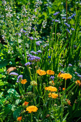 summer flowers in the garden