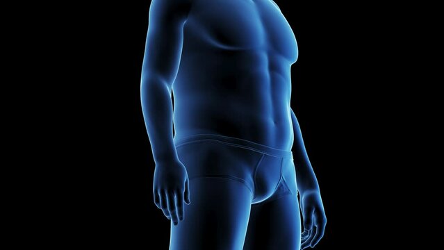 3d rendered medical animation of an endomorphic male's transformation to a fitter body