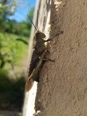 grasshopper rest on a wall in provence