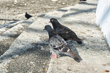 pigeon on the beach