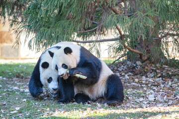 Fototapeta premium Two Giant Pandas playing and eating sugarcane