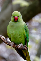 Parakeet 