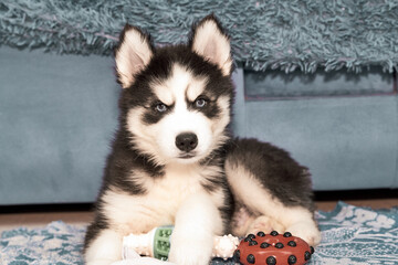 Portrait of siberian Husky puppy with blue eyes indoor at home. Cute pet.