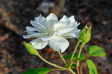 Obraz premium rose flowers in the garden