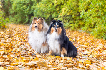Obraz premium Autumn portrait of two cute and smiling shetland sheepdogs. Nice and beautiful shelties sitting outdoors on sunny day with yellow background. Little black and white lassies dogs, small collies 