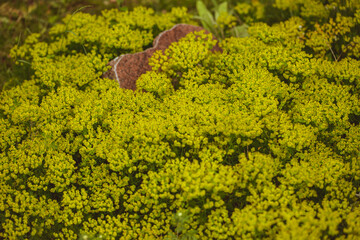 old grave place overgrown with plants and flowers