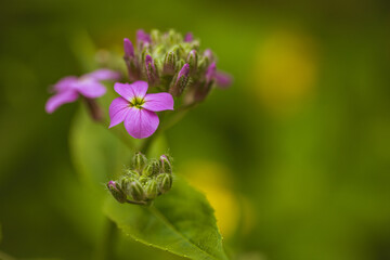 Phlox- flox flowers with beautiful pink petals