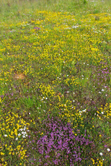 Mantle of white and mauve yellow wild flowers among grass, in spring summer meadow © Siur