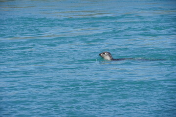 Fototapeta premium Sea seal in the sea