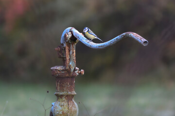 Blue tit at blue pump