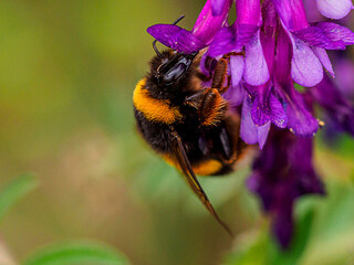 Bombus terrestris lusitanicus on a purple flower extracting pollen in the foreground with copy space