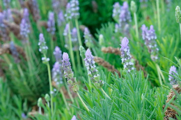 flowers in the grass