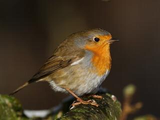 European robin (Erithacus rubecula)
