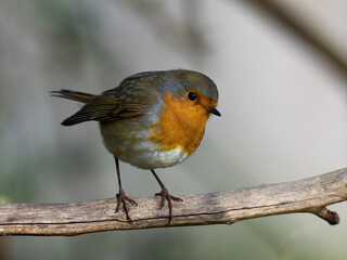 European robin (Erithacus rubecula)