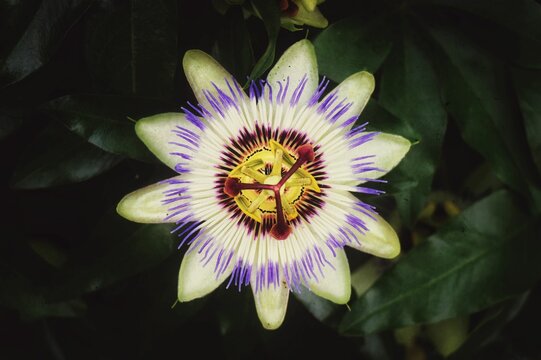 Top View Of A Bluecrown Passionflower In The Garden.