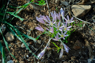 spring crocus flowers