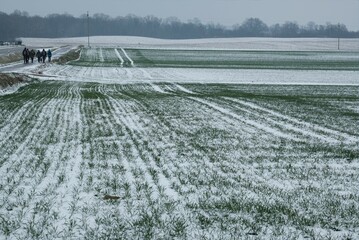 Rural landscapes with fields winter corn covered with snow
