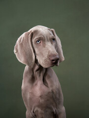 weimaraner puppy on a green canvas background. Funny dog in the studio