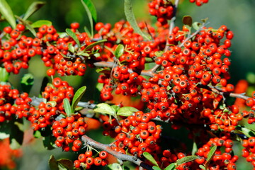 pirakanta red berries