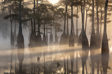 Foggy morning at Cypress Swamp	